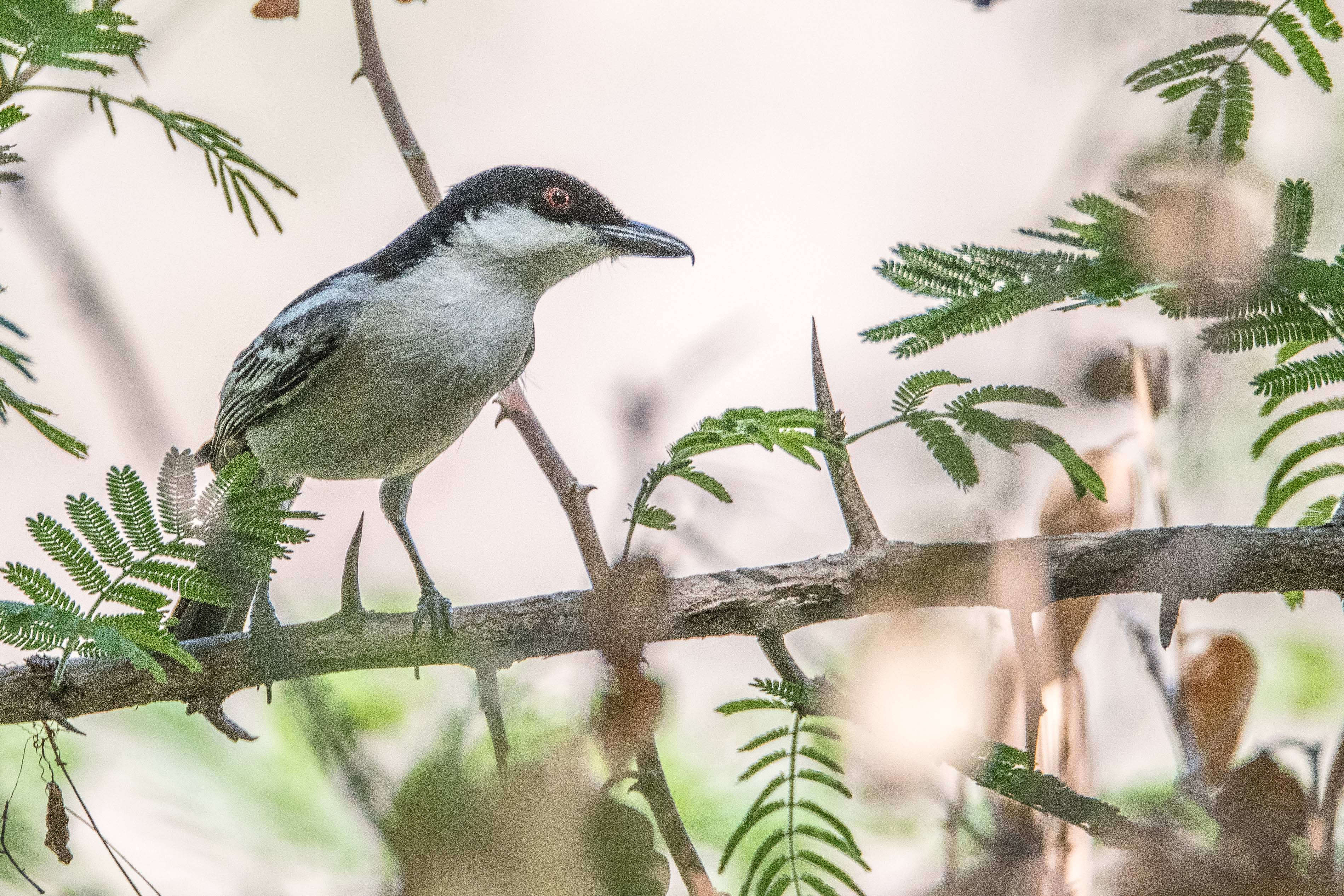 Gonolek à ventre blanc (Swamp boubou, Lanius bicolor), Chobe game lodge, Parc National de Chobe, Botswana.